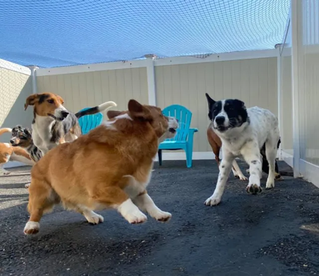 Hounds Town USA Farmingdale