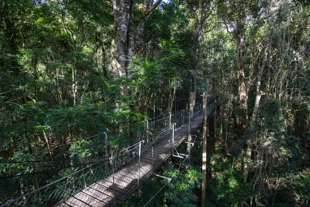 Tree Top Walkway