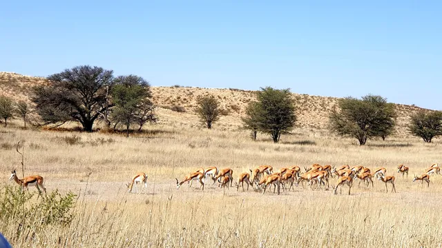 Kgalagadi Transfrontier Park