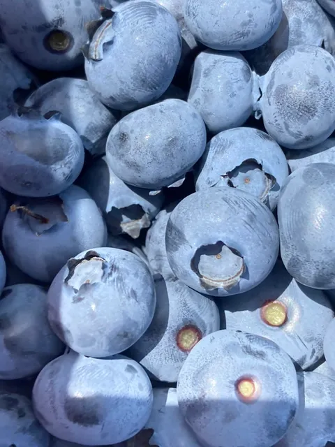 Az. Agr. Biologica Mirtilla