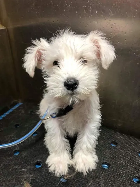 Ted’s Pet Country Club