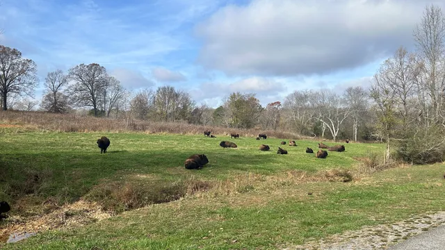 Elk and Bison Sanctuary, National Park Wildlife