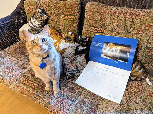 Just Cats Veterinary Services