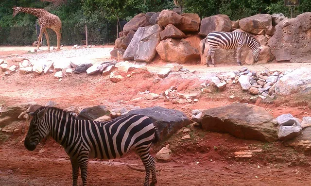 Kids Playground at Zoo Atlanta