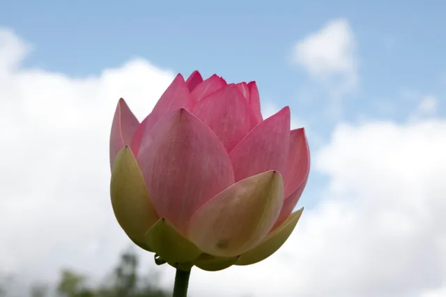 Floral Park Court Aron