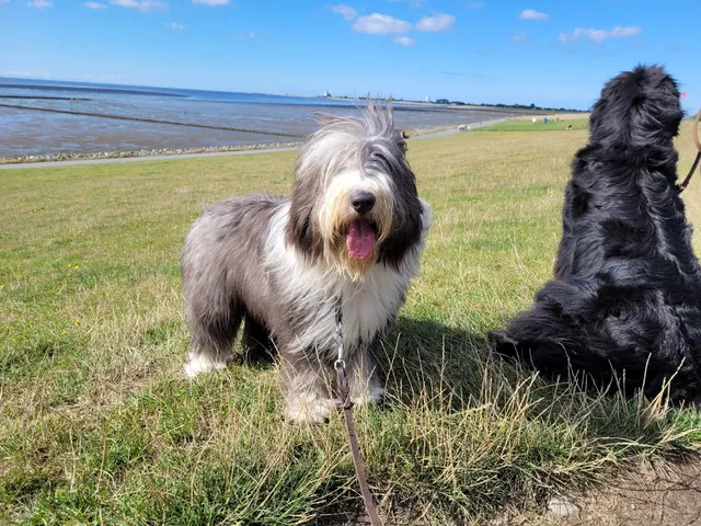 Ferienwohnung mit Hund "Achterdöör"