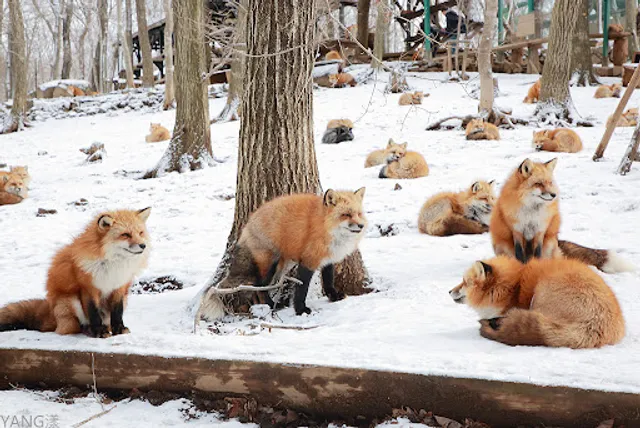 Zaō Fox Village