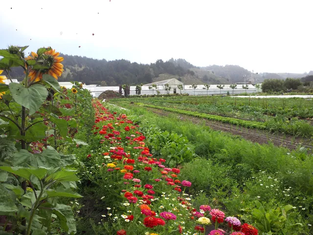 Greenhearts Family Farm CSA