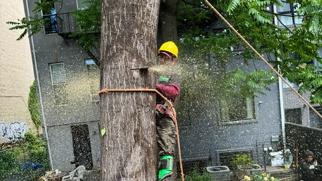 Power Tree Removal LLC