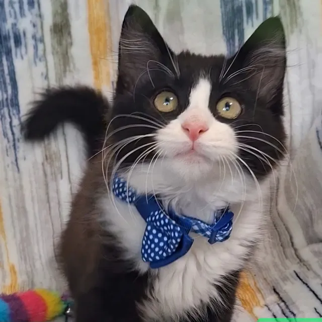 Cats In Need of Human Care - Yorba Linda