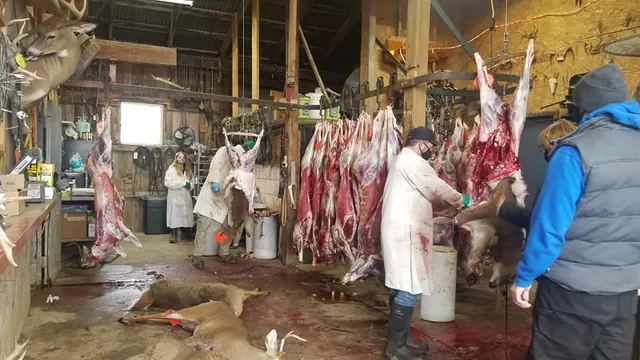 Deer Processing at The Boss Farm