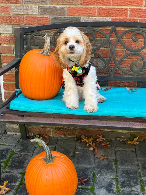 Fellowship Park tennis courts