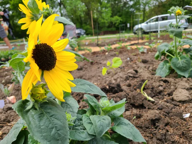 Ron Ory Community Garden Plots