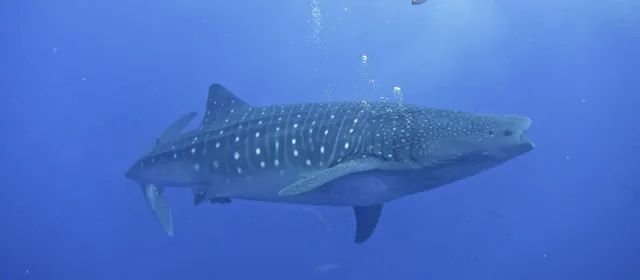 Roberta's Scuba Shack