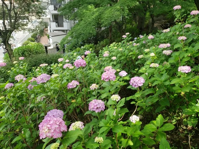 Hydrangea Garden in Tamagawadai Park