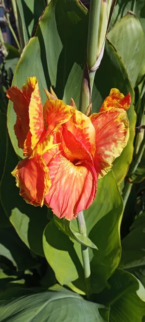 The Caterpillar Crossing