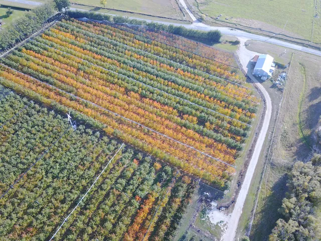 Off Our Tree cherries