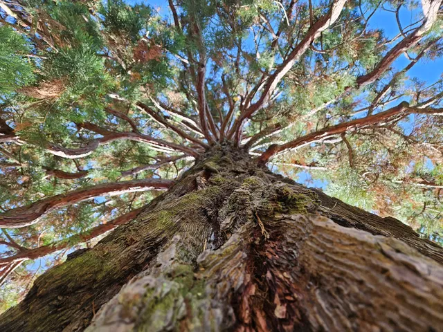 Château de Triviers