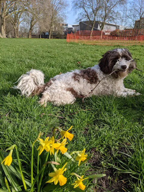 London Fields Lido Café