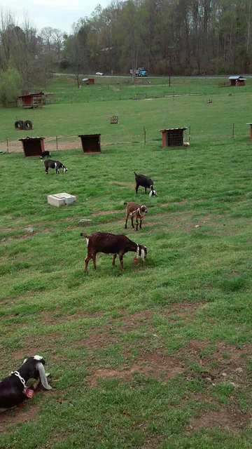 Buffalo Creek Farm and Creamery, LLC