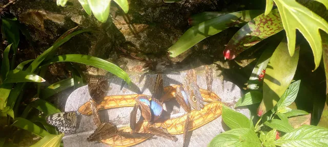 McGuire Center for Lepidoptera & Biodiversity