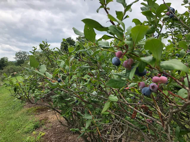 Negus U-Pick Berries - Blueberries, Gooseberries, Black Currants, White Currants