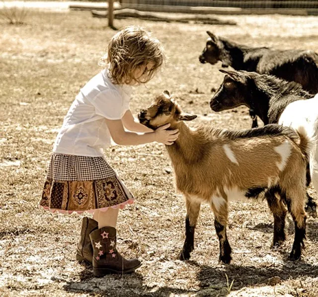 Two Old Goats Farm & Playtime