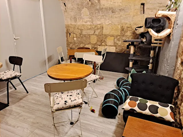 LES CHATS TOUILLEURS