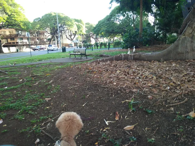 Punahou Square Park