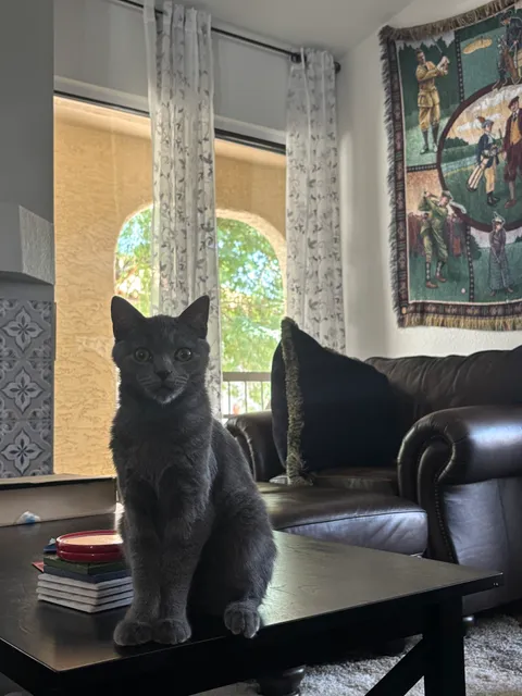 Kneading Kitty's Rescue