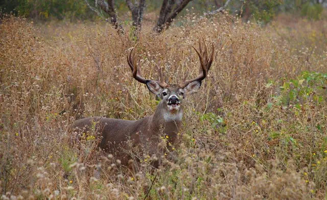 Wilson Whitetail & Wing Shooting Ranch (WWR)