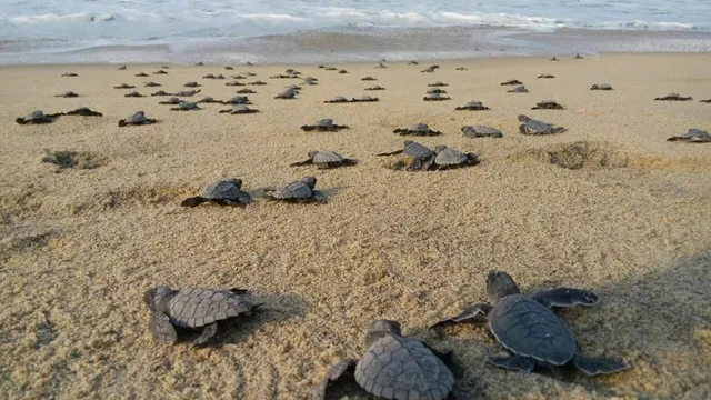 Puerto Escondido Ecotours S.A. de C.V.