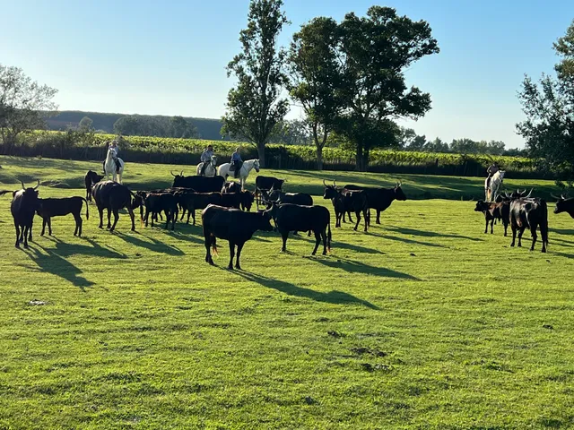 Manade Saint Louis Mas De La Paix