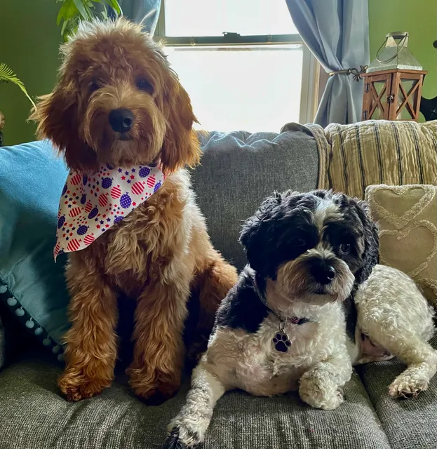 Purrfect Paws Grooming
