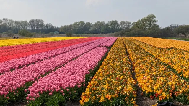 Flower Field