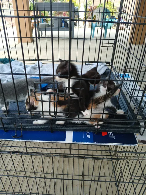 Best Friends for Life, Inc.