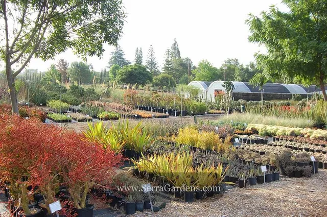 Serra Gardens Landscape Succulents