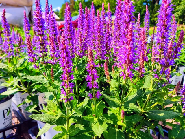 Burger's Marketgarden