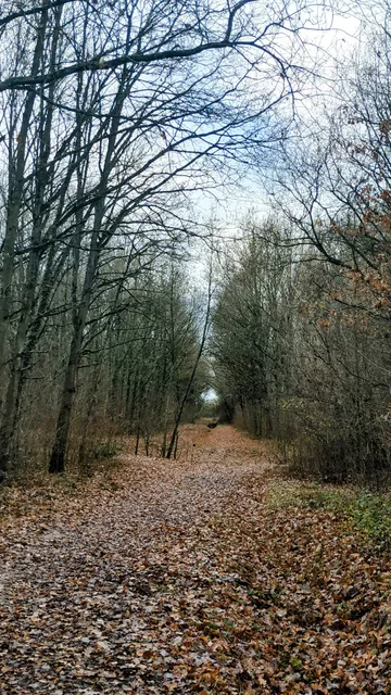 Forêt Domaniale de Palaiseau