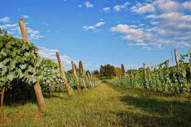 Società Agricola Fratelli Urbani