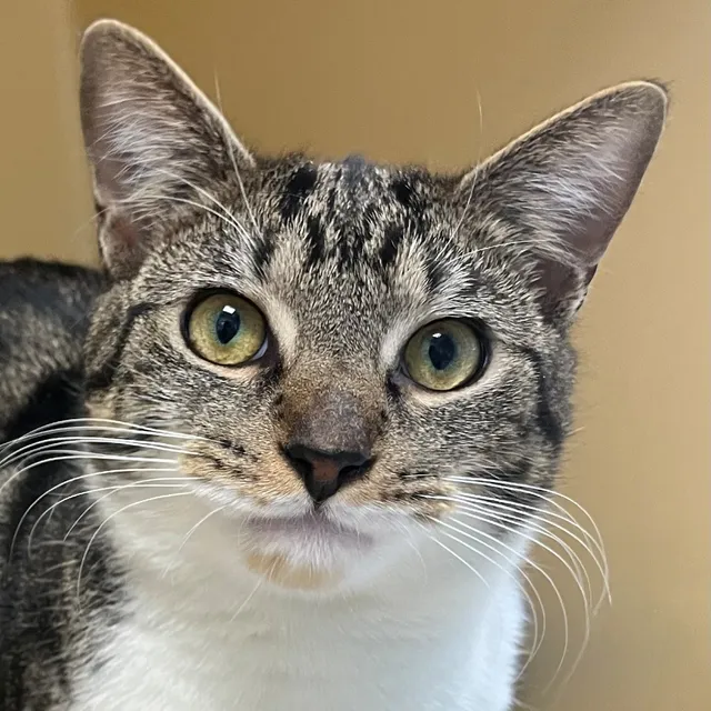 Mt. Pleasant Animal Shelter