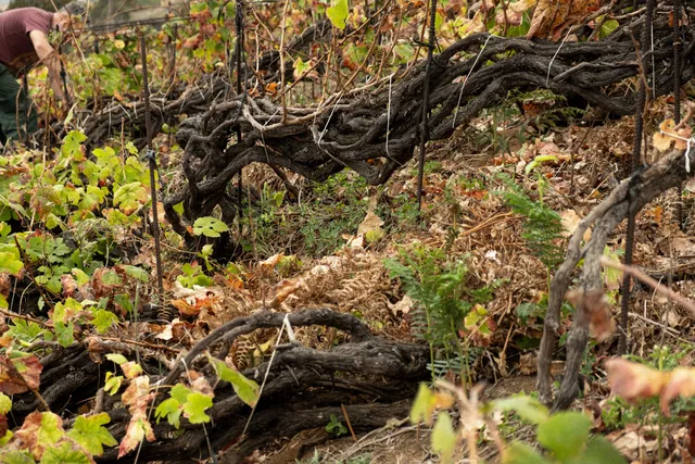 Bodega Ecológica Marzagana Elementales. Vinos naturales y biodinámicos.