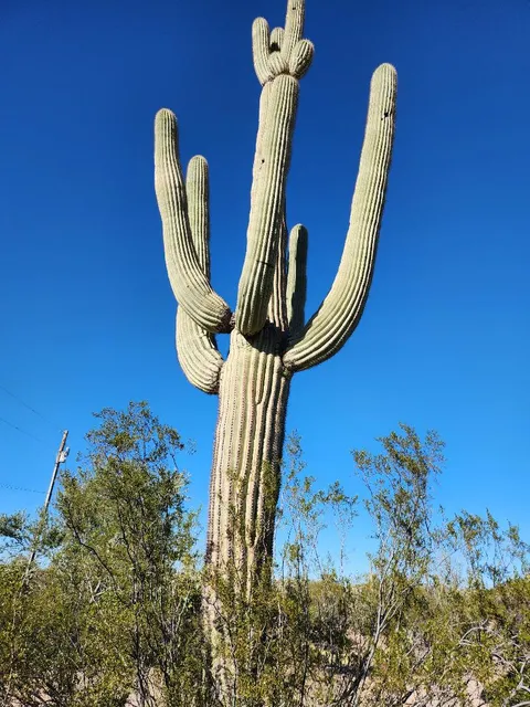 Camp Saguaro
