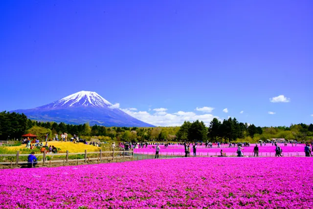 富士芝桜まつり 2024