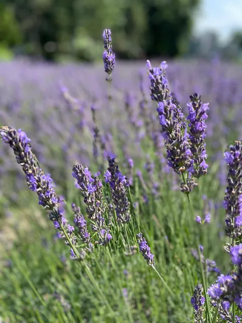 Lakeside Lavender and Herbs