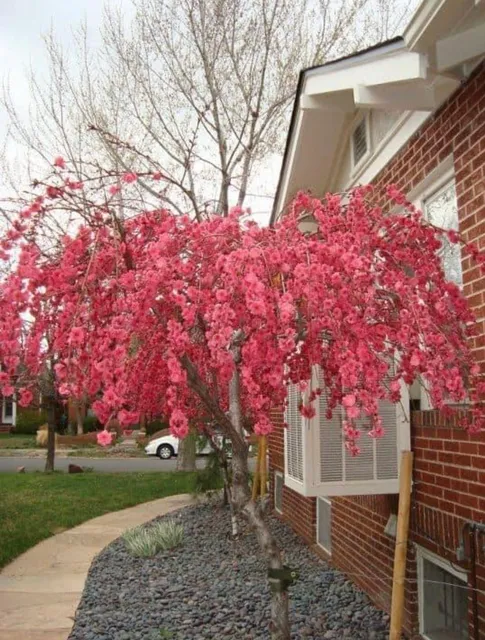 Whispering Winds Plant Farm