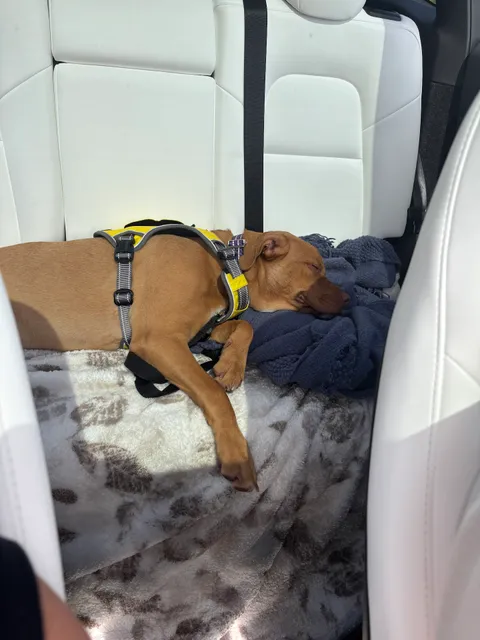 All Dogs Rock and Cats Too!