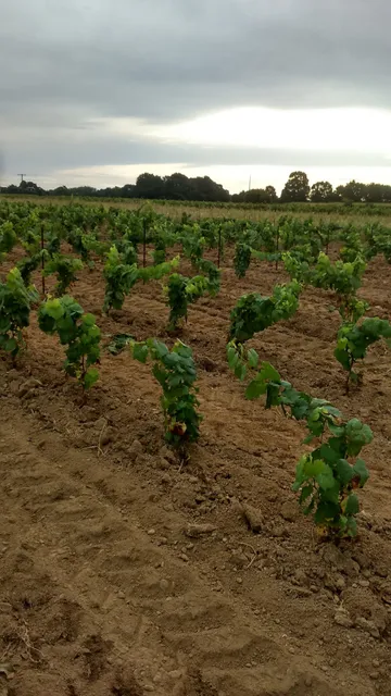 Domaine BREGEON