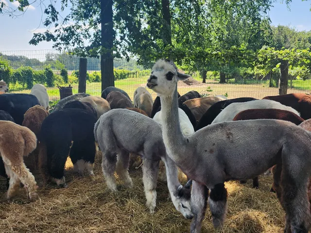 Gibraltar Bay Alpacas