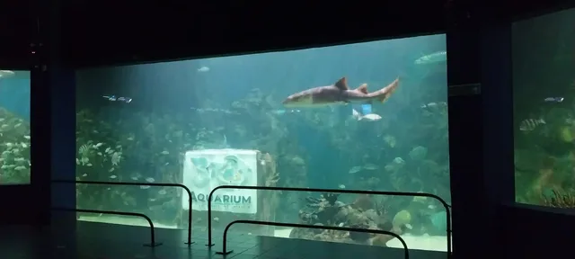 El acuario